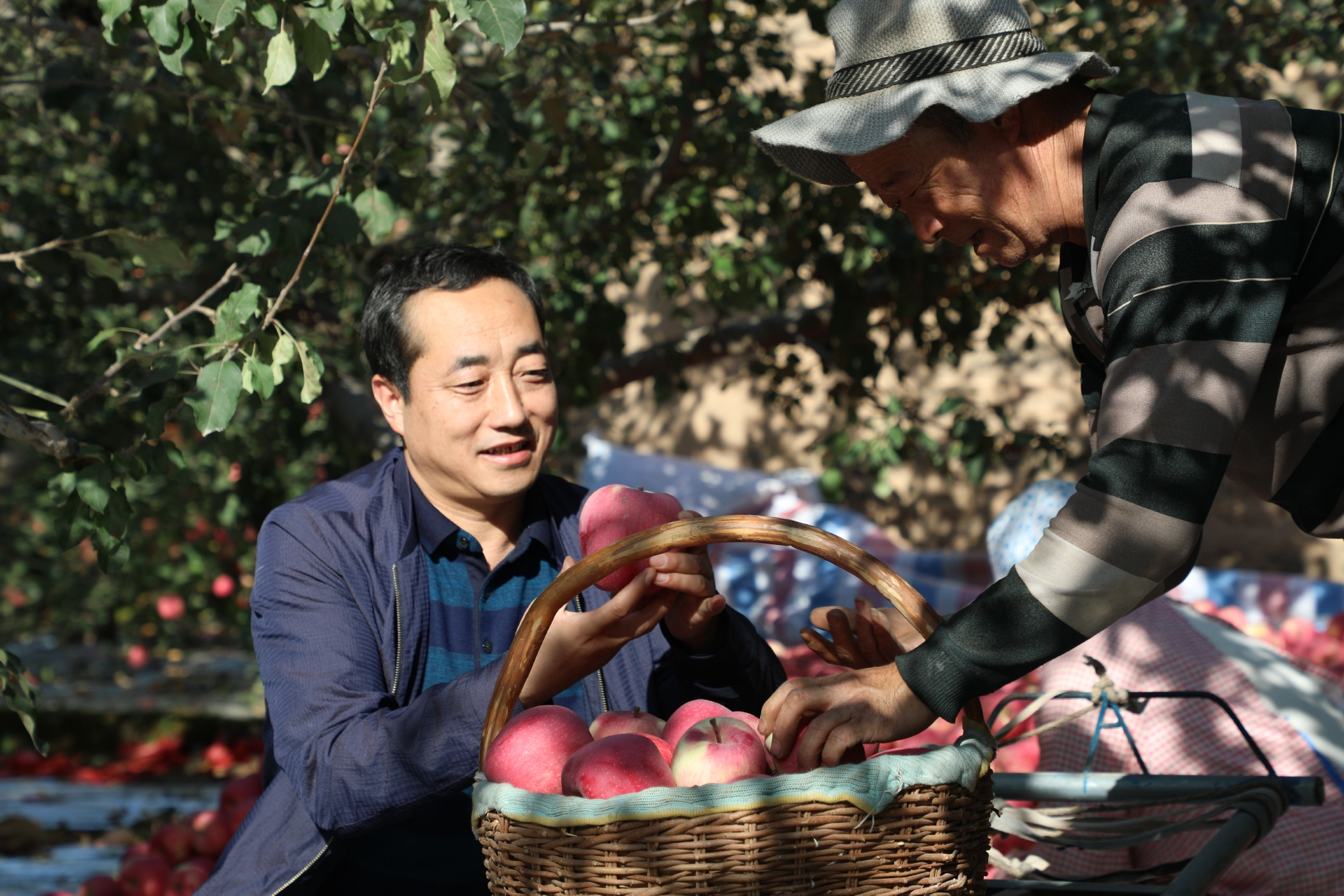 位于甘肃省静宁县余湾乡的静宁苹果即将进入采摘季。颉满斌/摄